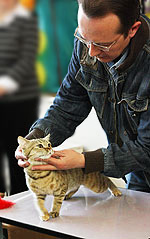 Cat show - kinek és miért