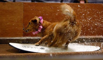 Víz versenyek kutyáknak Blog állatokról