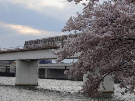 Cherry Blossom Idő