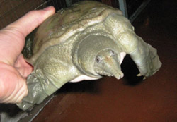 Ház - fajok teknős, hogyan kell meghatározni a kinézetét otthonában teknős