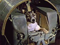 A Szovjetunióban végre elindult az űrhajó „Szputnyik-2” husky kutya a fedélzeten