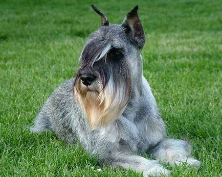 Jellemző mindenféle kutyafajták schnauzer, azok jellemzőit és fotó