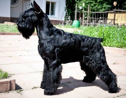 Jellemző mindenféle kutyafajták schnauzer, azok jellemzőit és fotó