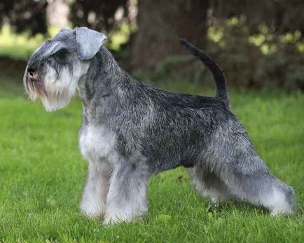 Jellemző mindenféle kutyafajták schnauzer, azok jellemzőit és fotó