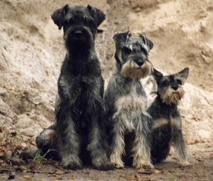 Jellemző mindenféle kutyafajták schnauzer, azok jellemzőit és fotó