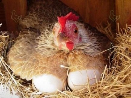 Tojástermelés tojótyúk és hogyan kell meghatározni a helyes takarmány