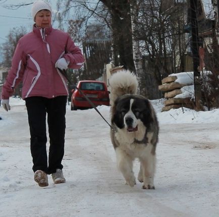 Tiltott kutyafajták - százas cikk háziállat, kiválasztás, ellátás és az oktatás könyvtár