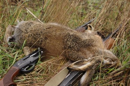 Hare télen - vadászat hurkok és csapdák, hogyan vadásznak nyúl és vadnyúl