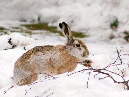 Hare télen - vadászat hurkok és csapdák, hogyan vadásznak nyúl és vadnyúl