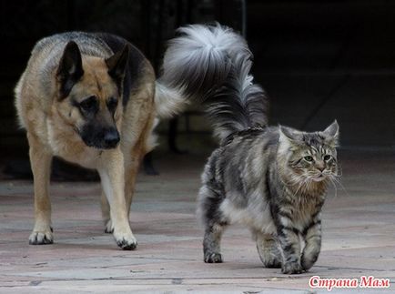 Élő, mint a kutya és macska! home anyukák