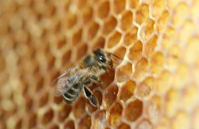„Méhészeti” magazin - befolyásoló tényezők voskovydelenie és a méhek épít lépek