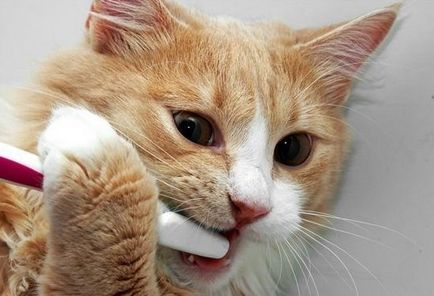Fogak felnőtt macskák, mint a különböző korú, hogyan kell gondoskodni a fogait a macskát, hogy miért az állat