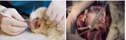 Fogak felnőtt macskák, mint a különböző korú, hogyan kell gondoskodni a fogait a macskát, hogy miért az állat
