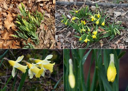 11 a legkorábbi tavaszi virágok a kertben, listofbest