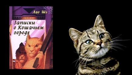Top 12 könyv a macskákról - fénykép állatok