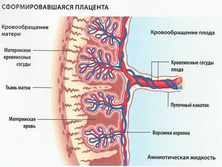 1-én, az érettségi foka a placenta különböző szakaszaiban a terhesség