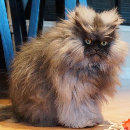 20 leghíresebb macska az interneten