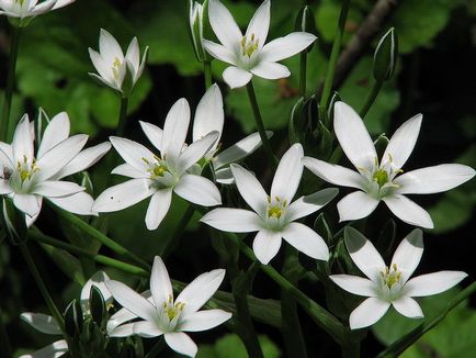 28 legkorábbi tavaszi virágok fotók