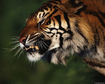40 érdekes tény a tigrisek - faktrum