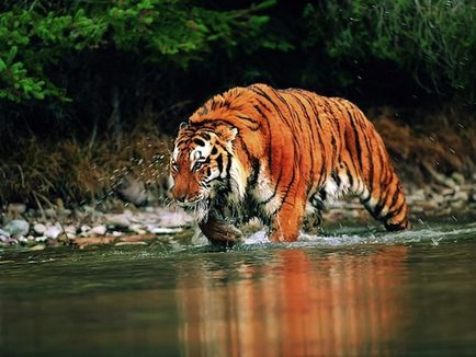 40 érdekes tény a tigrisek - faktrum