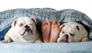 7 ok, amiért a kutya alszik veled