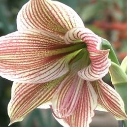Amaryllis ellátás, a szervátültetés és szaporodásuk otthon fotó típusok Hippeastrum virág