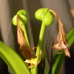 Amaryllis ellátás, a szervátültetés és szaporodásuk otthon fotó típusok Hippeastrum virág