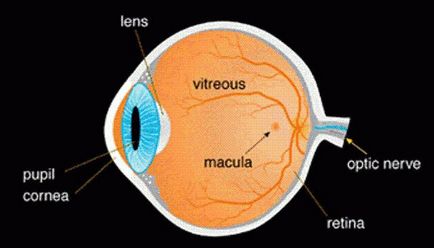 Amblyopia - ez tompalátás a gyermekek és a kezelés mértékét