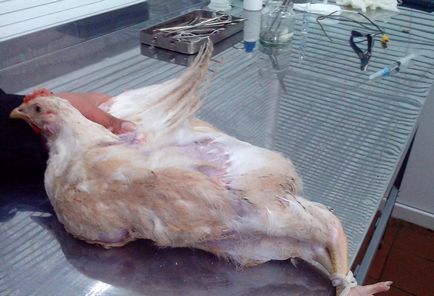 Anatomy of a csirke és kakas képekben, megismerkedhetnek a leírása a szerkezet a szervek és a csontváz - videó
