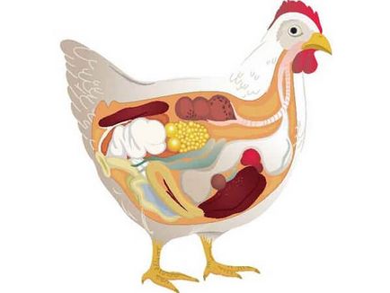 Anatomy csirke tyúkok képek és videó - szól csirkék