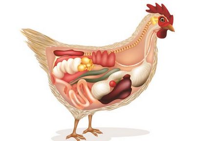 Anatomy csirke tyúkok képek és videó - szól csirkék