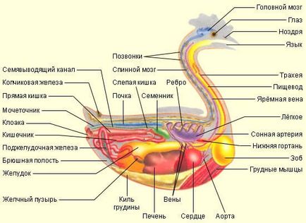 Anatomy csirke tyúkok képek és videó - szól csirkék