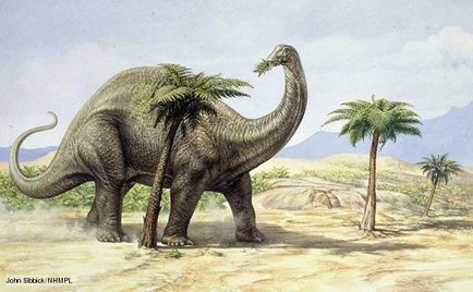 Apatosaurus (Brontosaurus) - tudás világa