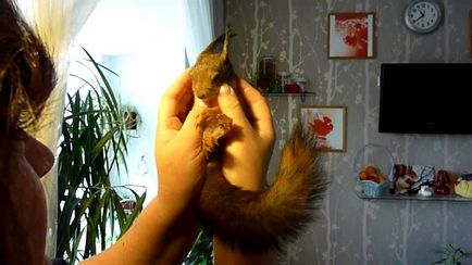 Fehérje, háziasított erdei rágcsáló (rágcsáló) Fehérje, háziasított erdei rágcsáló
