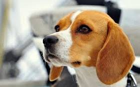 Beagle - fénykép és a fajta leírását, árképzés és a választék a kiskutya, élelmiszer, karbantartására és javítására vonatkozó beagle