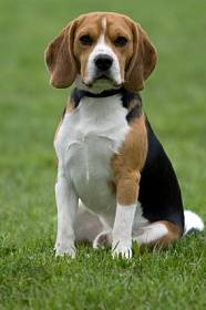 Beagle - fénykép és a fajta leírását, árképzés és a választék a kiskutya, élelmiszer, karbantartására és javítására vonatkozó beagle