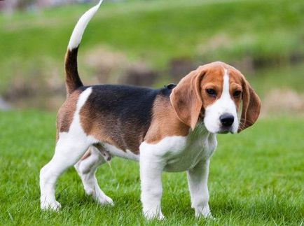 Beagle kutya fotó, ár, fajta leírás, karakter, videó