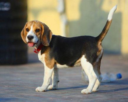 Beagle kutya fotó, ár, fajta leírás, karakter, videó