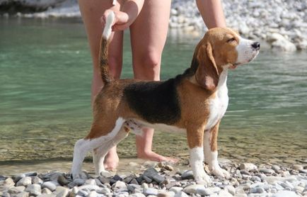 Beagle - egy leírást a fajta, fotó, gondoskodás, ár, hol vesz egy kutyát, „adja mancs”