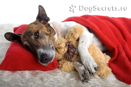 Betegség és a máj betegség a kutyák tünetek, kezelés