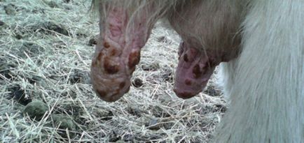 Cow-betegség és a tünetek, valamint a kezelési módszerek