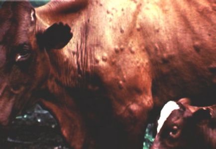 Cow-betegség és a tünetek, valamint a kezelési módszerek