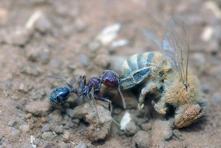 Küzdelem a hangyák a méhészet népi jogorvoslatok és vegyi anyagok, videó
