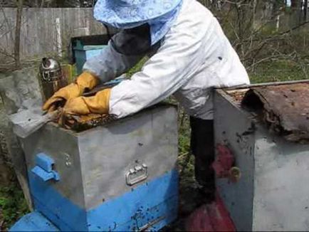 Küzdelem a hangyák a méhészet népi jogorvoslatok és vegyi anyagok, videó