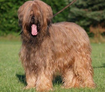 Briard dog kép, fajta leírás, természet, gondoskodás