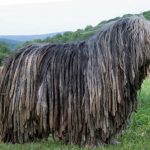 Briard dog kép, fajta leírás, természet, gondoskodás