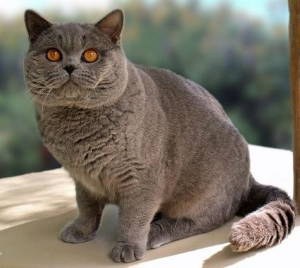 Brit macska - fenséges és lekerekített (25 fotó)