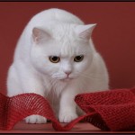 Brit macska - fenséges és lekerekített (25 fotó)