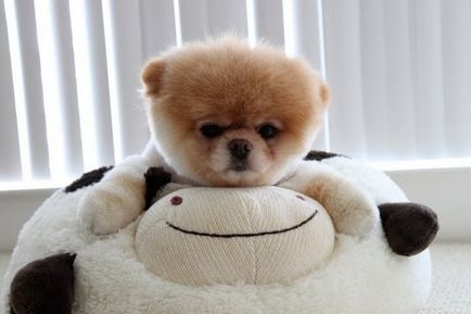 Boo (bú) - kutya, meghódította a világot »Blog pozitív