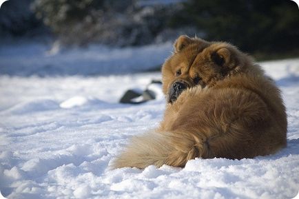 Chow chow chow chow képek (Chow fotók) Chow Chow fotók